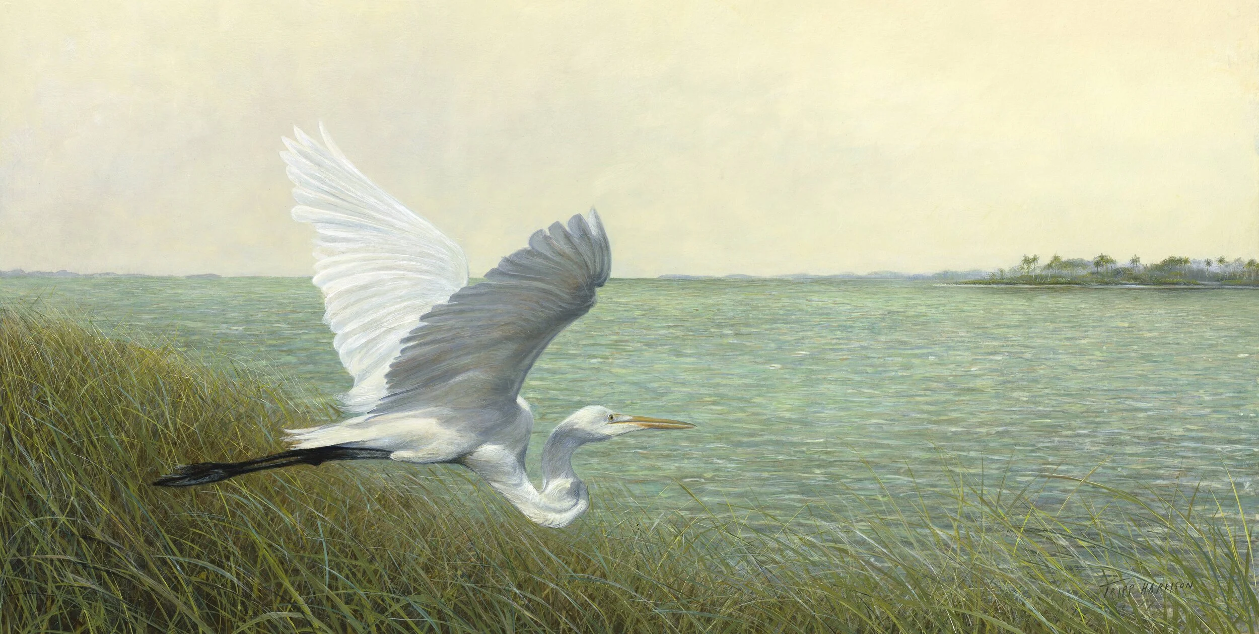絵画 trip_rebuild Great Egret — Tripp Harrison Gallery